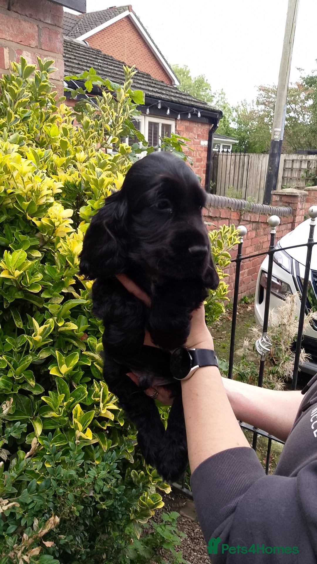 Cocker Spaniel dogs for sale: KC Registered Show type Cocker Spaniels  - Image 21