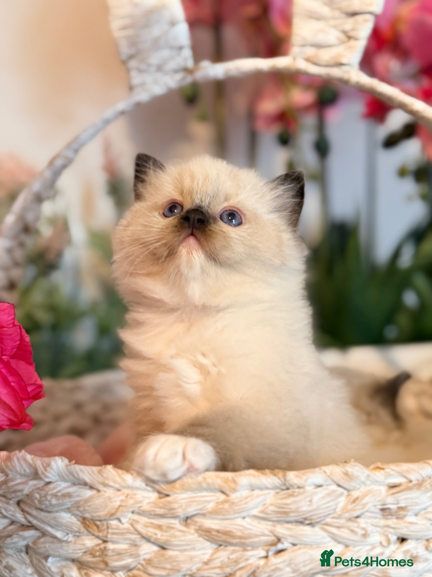 Ragdoll cats TICA REGISTERED CHAMP LINE EU RAGDOLLS✨️🏆 🩷 - Advert 4