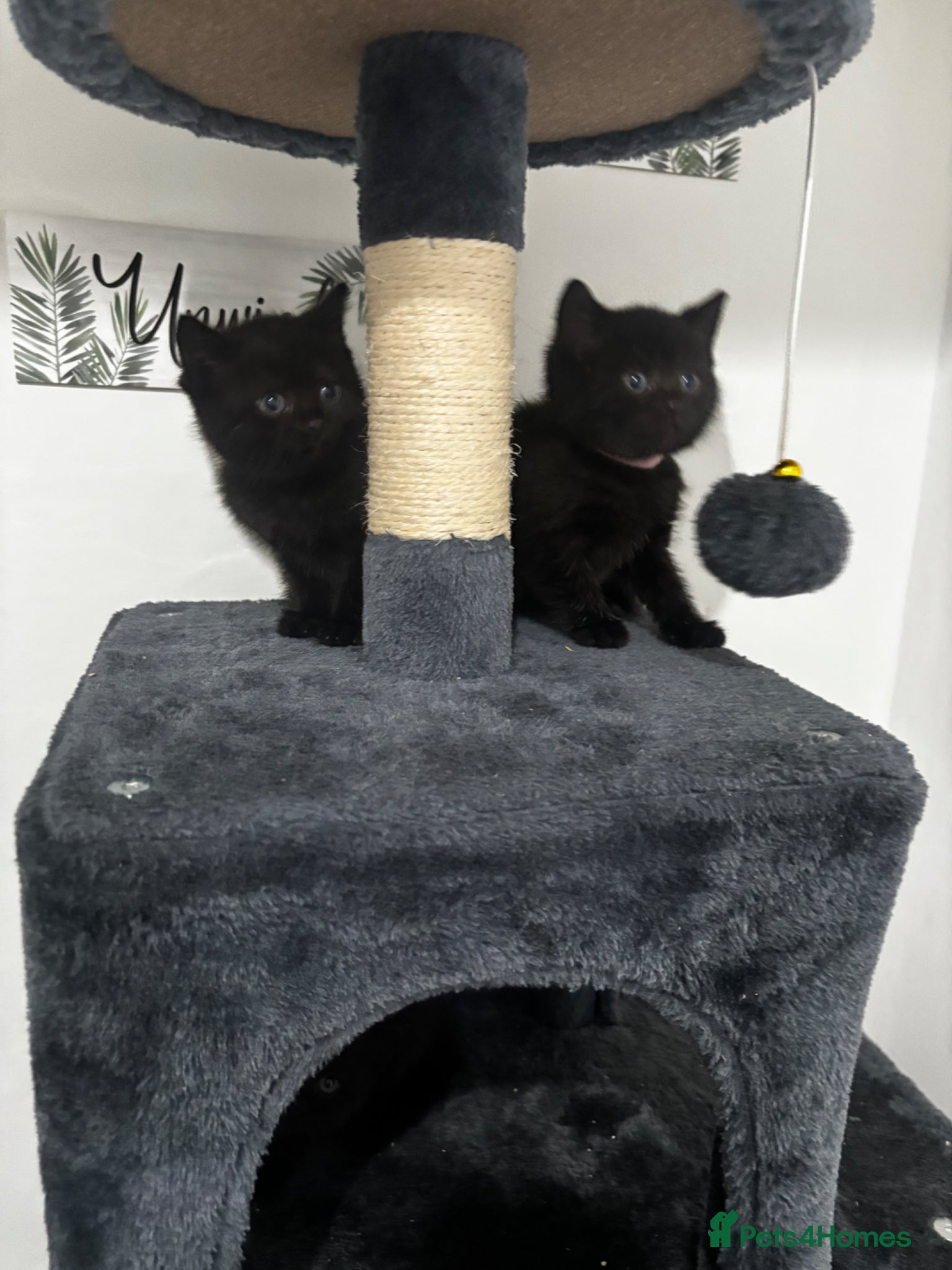 Mixed Breed cats TWO REMAINING British shorthair x - Advert 15