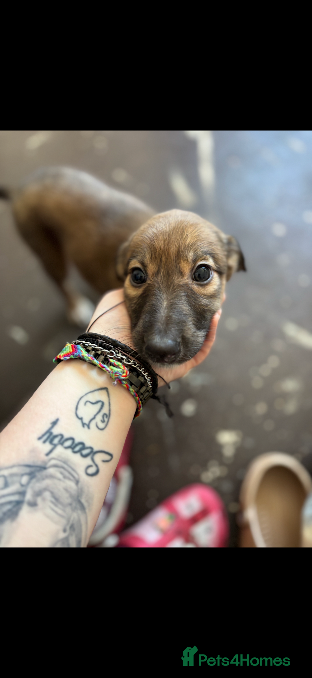 Lurcher dogs for sale: 1 boy still available  - Advert 2