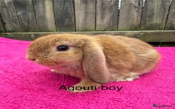 Mini Lop rabbits for sale: Friendly pure mini lops - Image 8