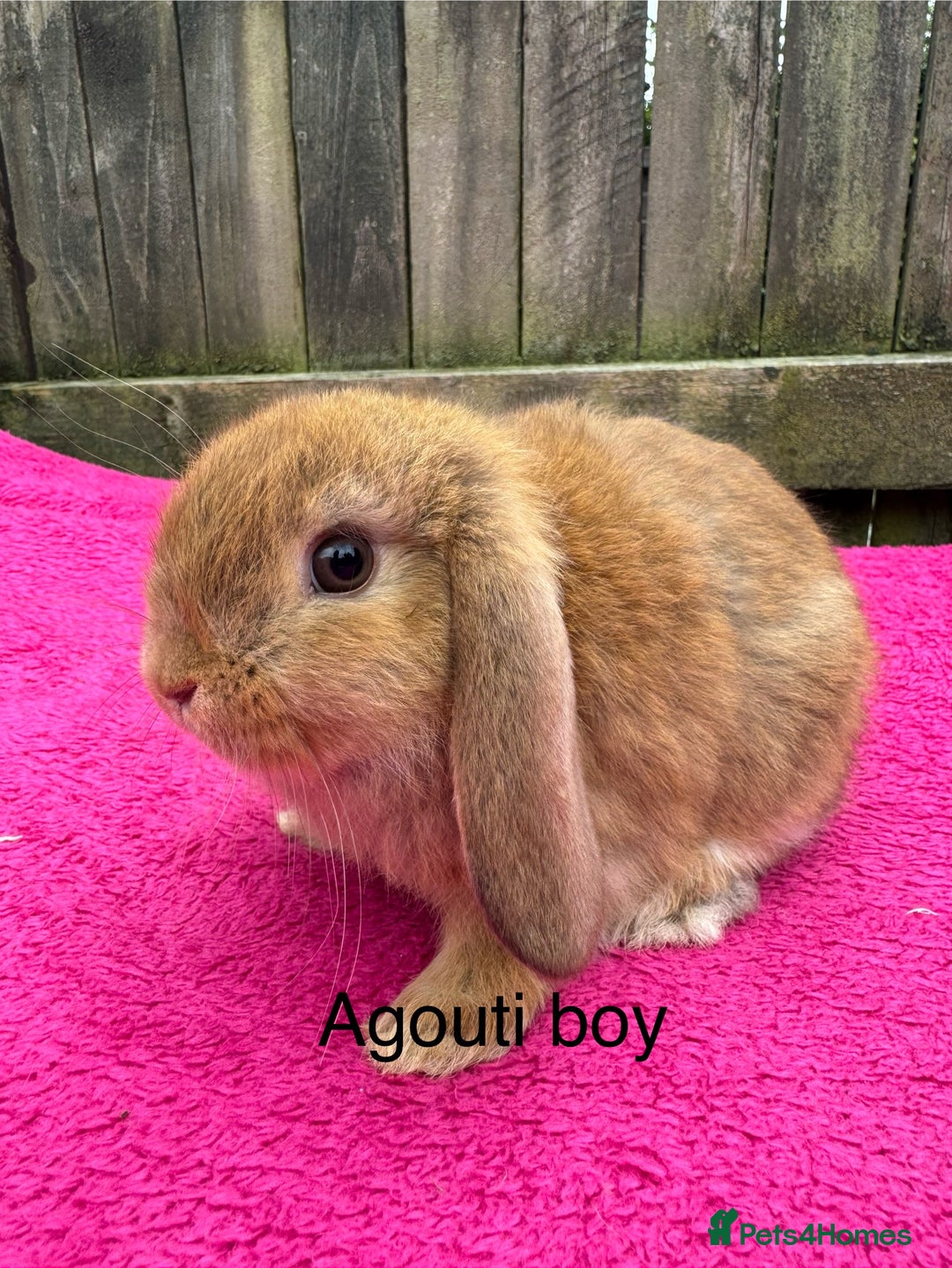 Mini Lop rabbits for sale: Friendly pure mini lops - Image 8