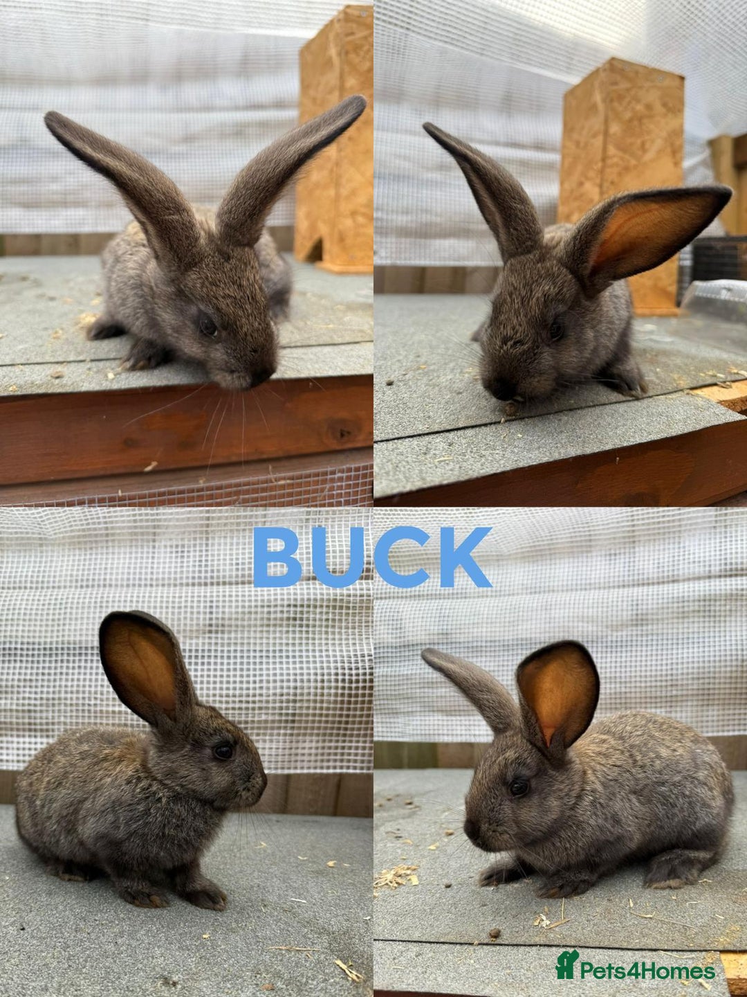 Continental Giant rabbits for sale: Continental Giant X New Zealand White - Image 4