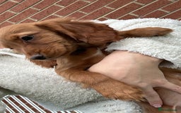 Cocker Spaniel dogs for sale: ‼️REDUCED‼️KC registered Red Cocker Spaniel Pups  - Image 1