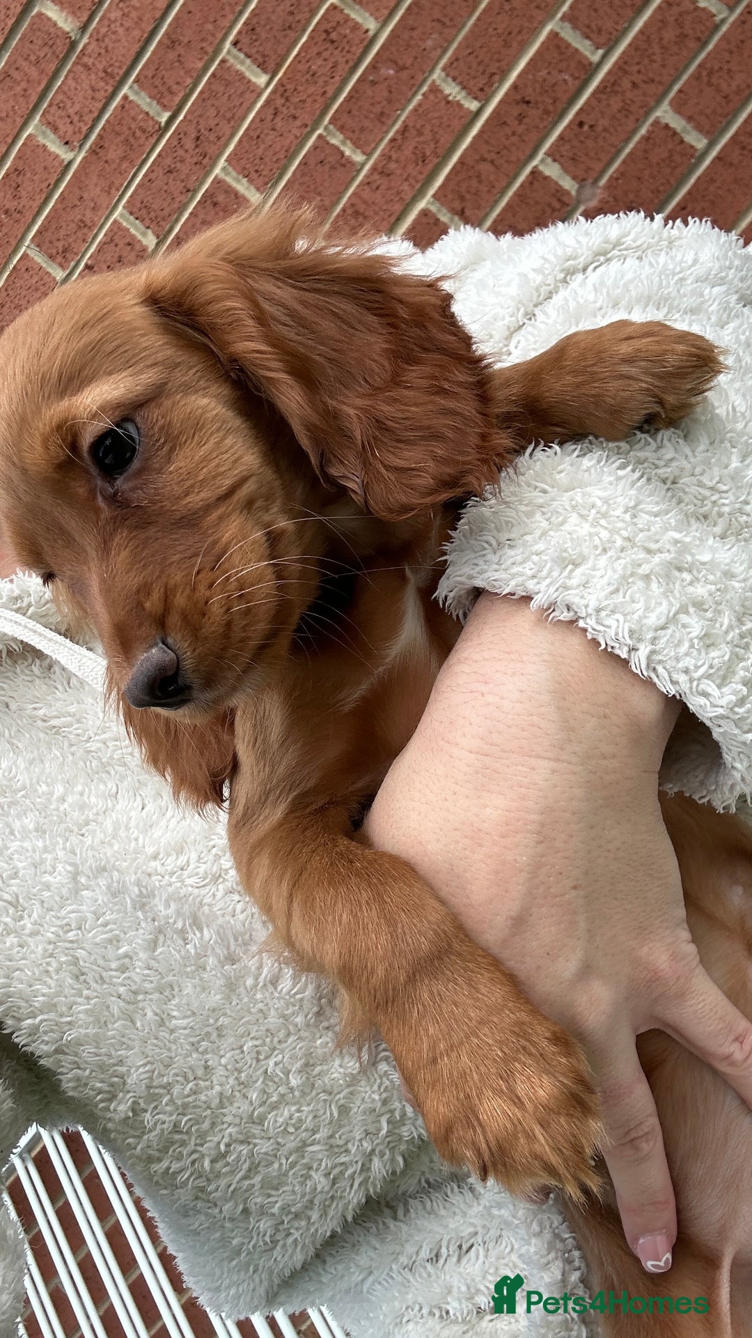 Cocker Spaniel dogs for sale: ‼️REDUCED‼️KC registered Red Cocker Spaniel Pups  - Image 1