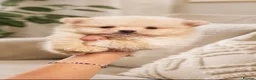 Pomeranian dogs for sale: Beautiful Pomeranian Puppies  - Advert 4