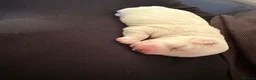 Bichon Frise dogs for sale: Bichon frise  in Ipswich - Advert 11