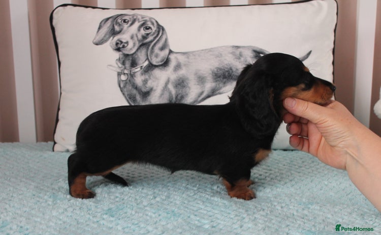 Dachshund dogs - Advert 3