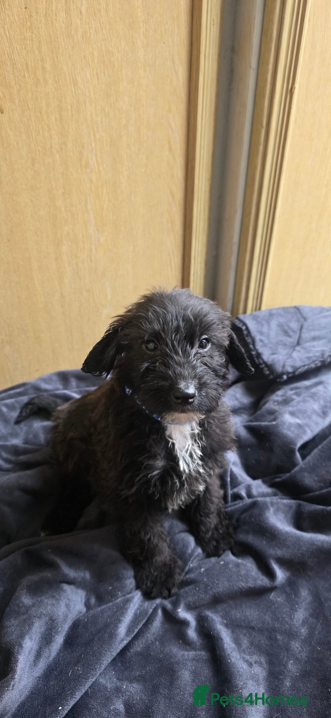 Irish Terrier dogs for sale: Five puppies for sale  - Advert 3