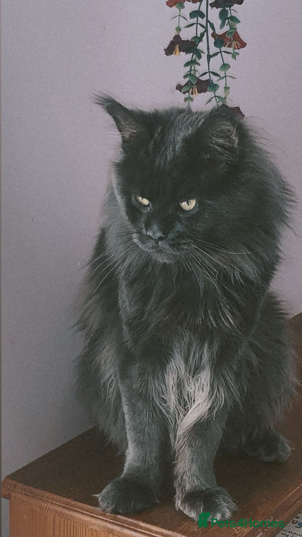 Maine Coon cats for sale: 1 male Maine coon kit left  - Advert 5