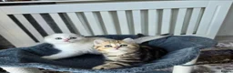 Scottish Fold cats for sale: 3 Adorable Scottish fold kittens 💙  - Advert 5