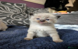 Ragdoll cats for sale: Ragdoll  - Image 6