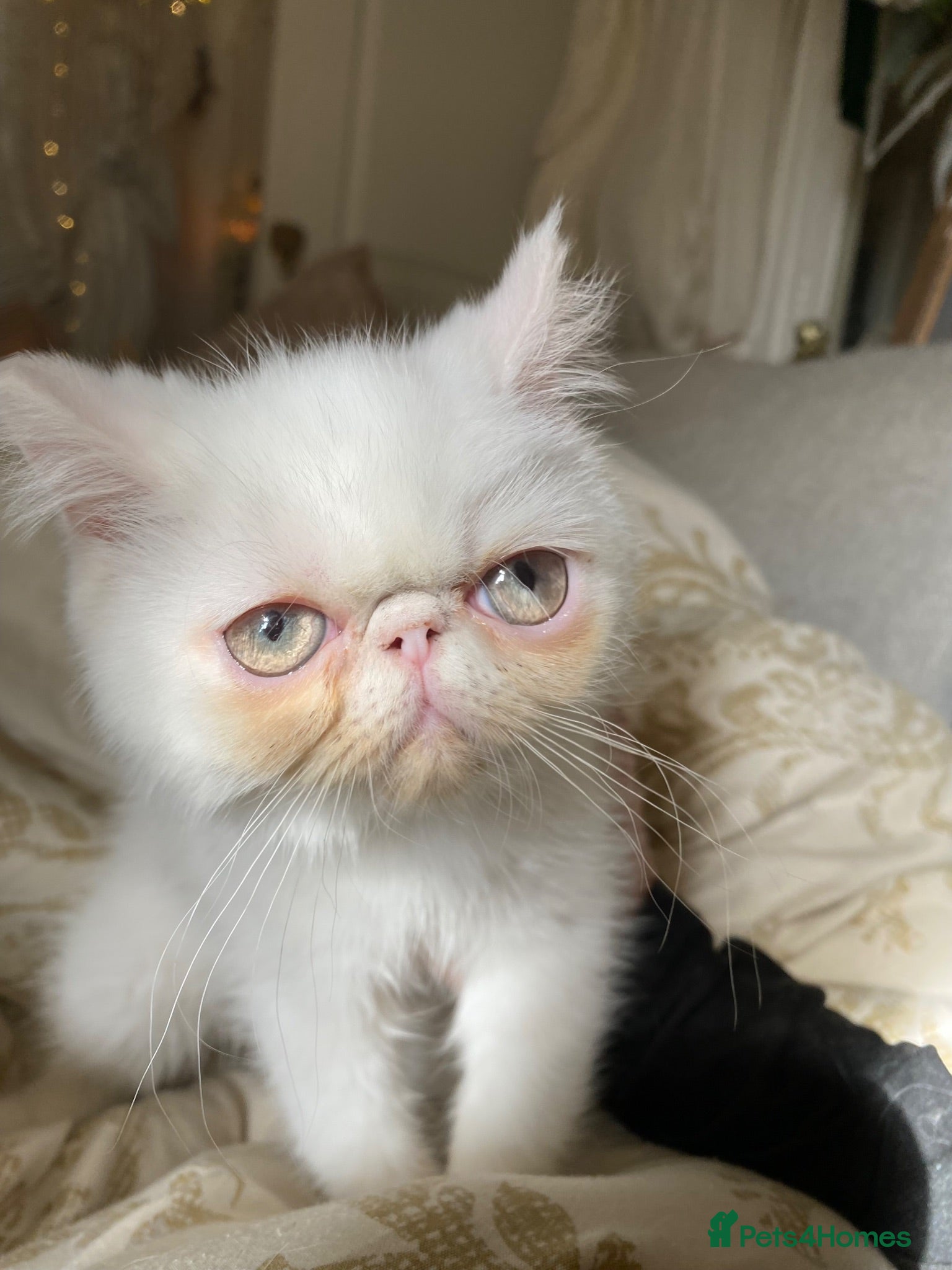 Exotic cats Exotic Persians - Advert 3
