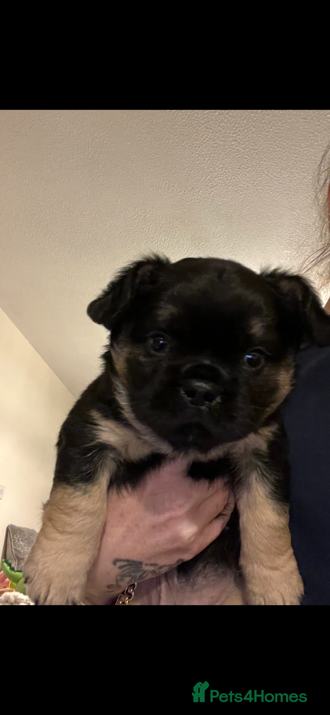 French Bulldog dogs for sale: Ickle fluffy puddings  - Advert 3