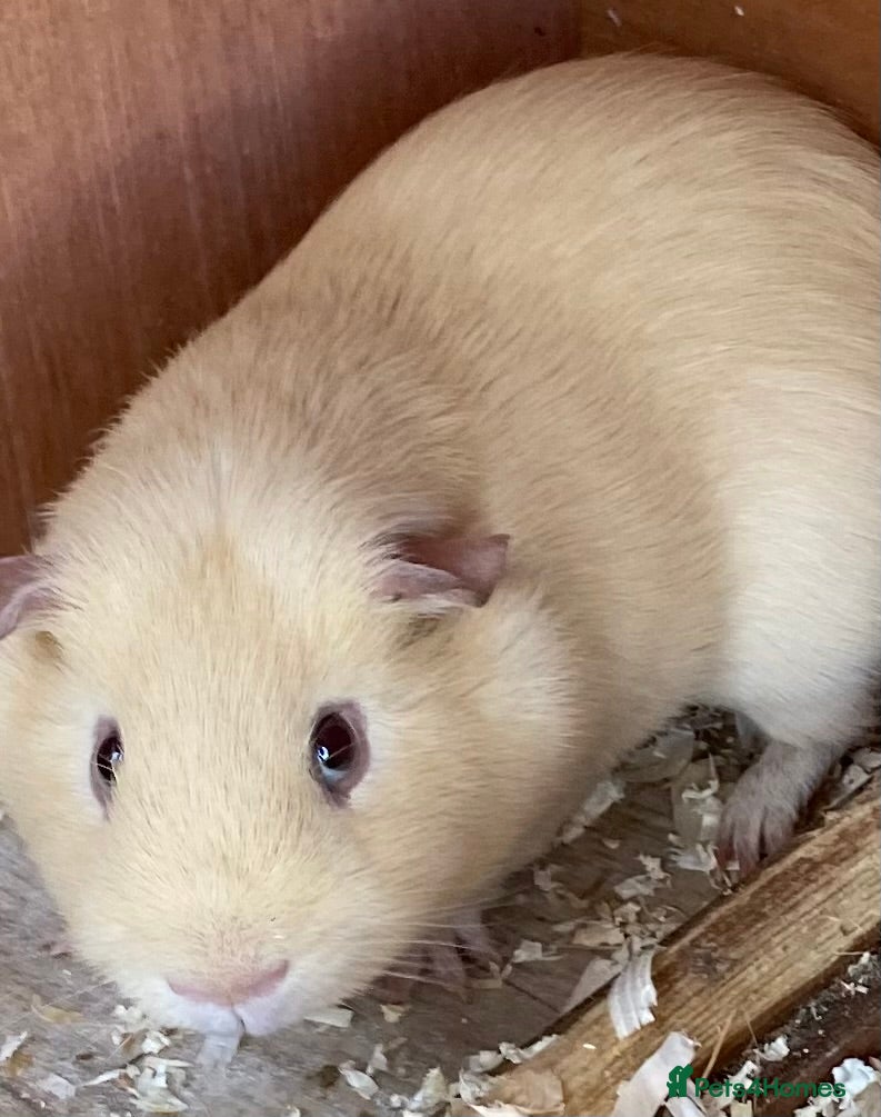 Guinea Pig rodents Bonded Guinea pig brothers for adoption - Advert 4