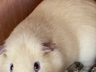 Guinea Pig rodents Bonded Guinea pig brothers for adoption - Advert 2