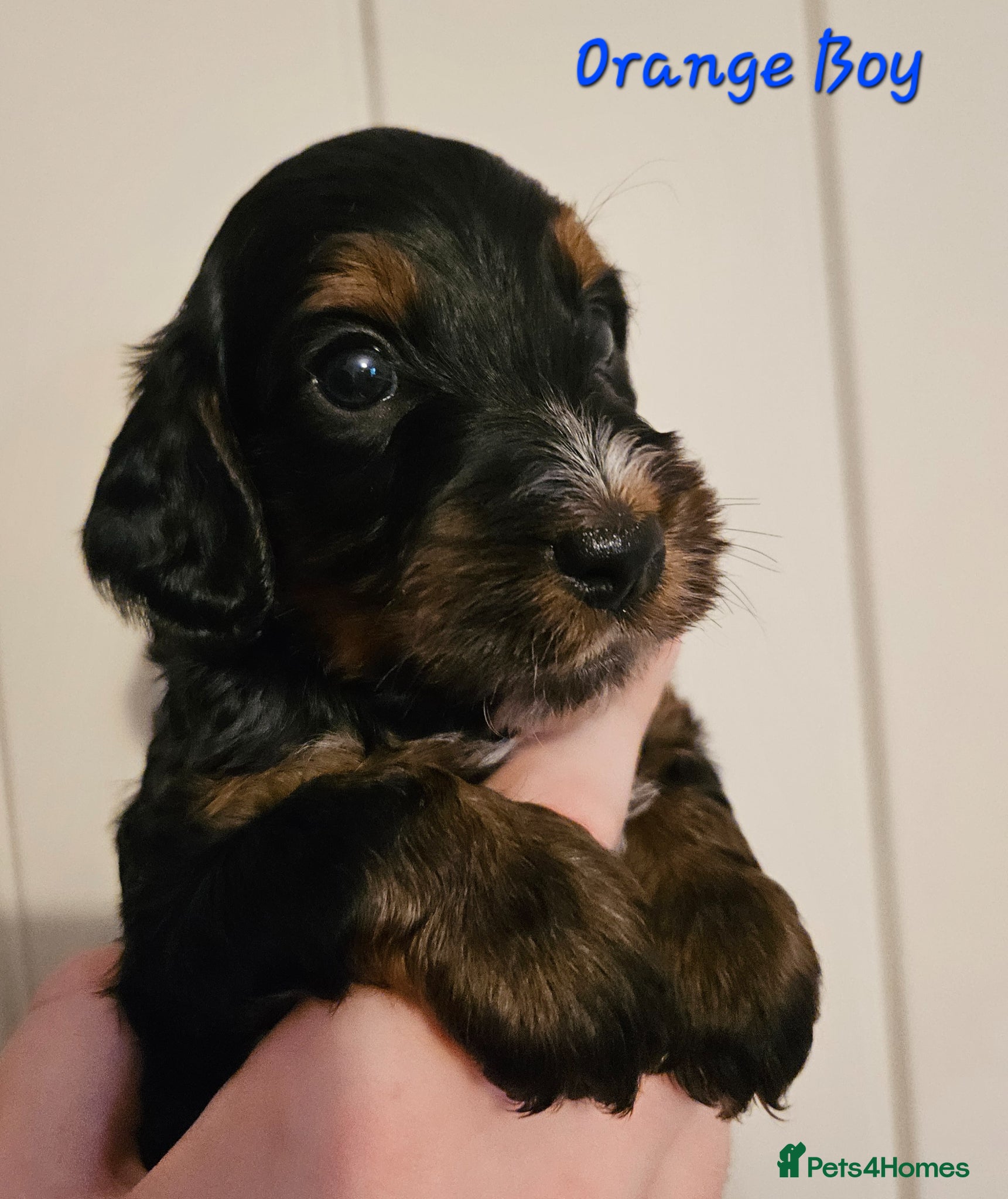 Cockapoo dogs Licensed insured breeder! Show-type cockapoo boys - Advert 1