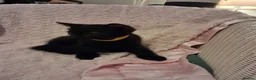 Mixed Breed cats for sale: Gorgeous kittens Ready to leave  🧡 in Colchester - Advert 8