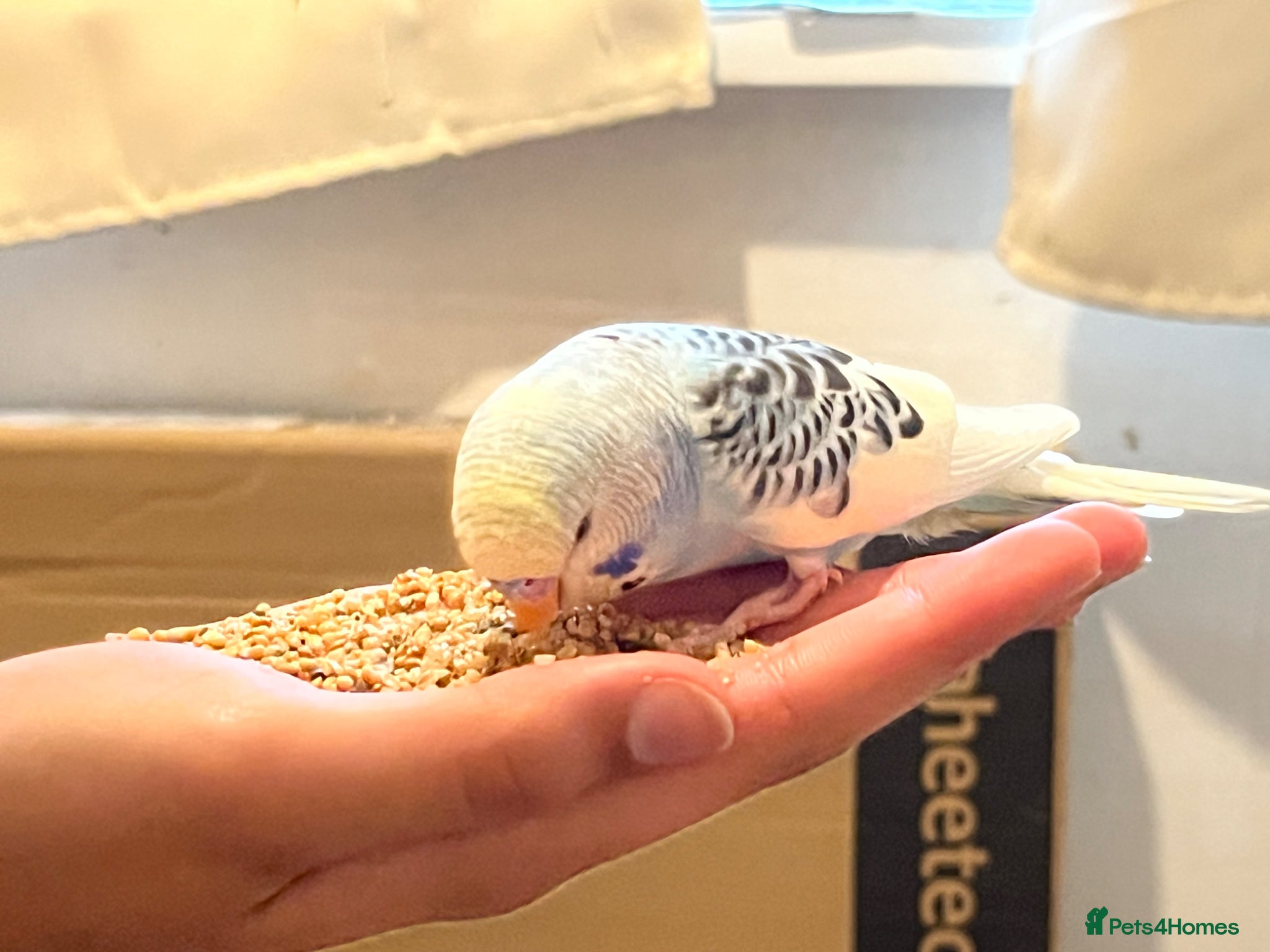 Budgerigars birds 4 Beautiful, Well-Loved Budgies + Full Cage setup - Advert 1