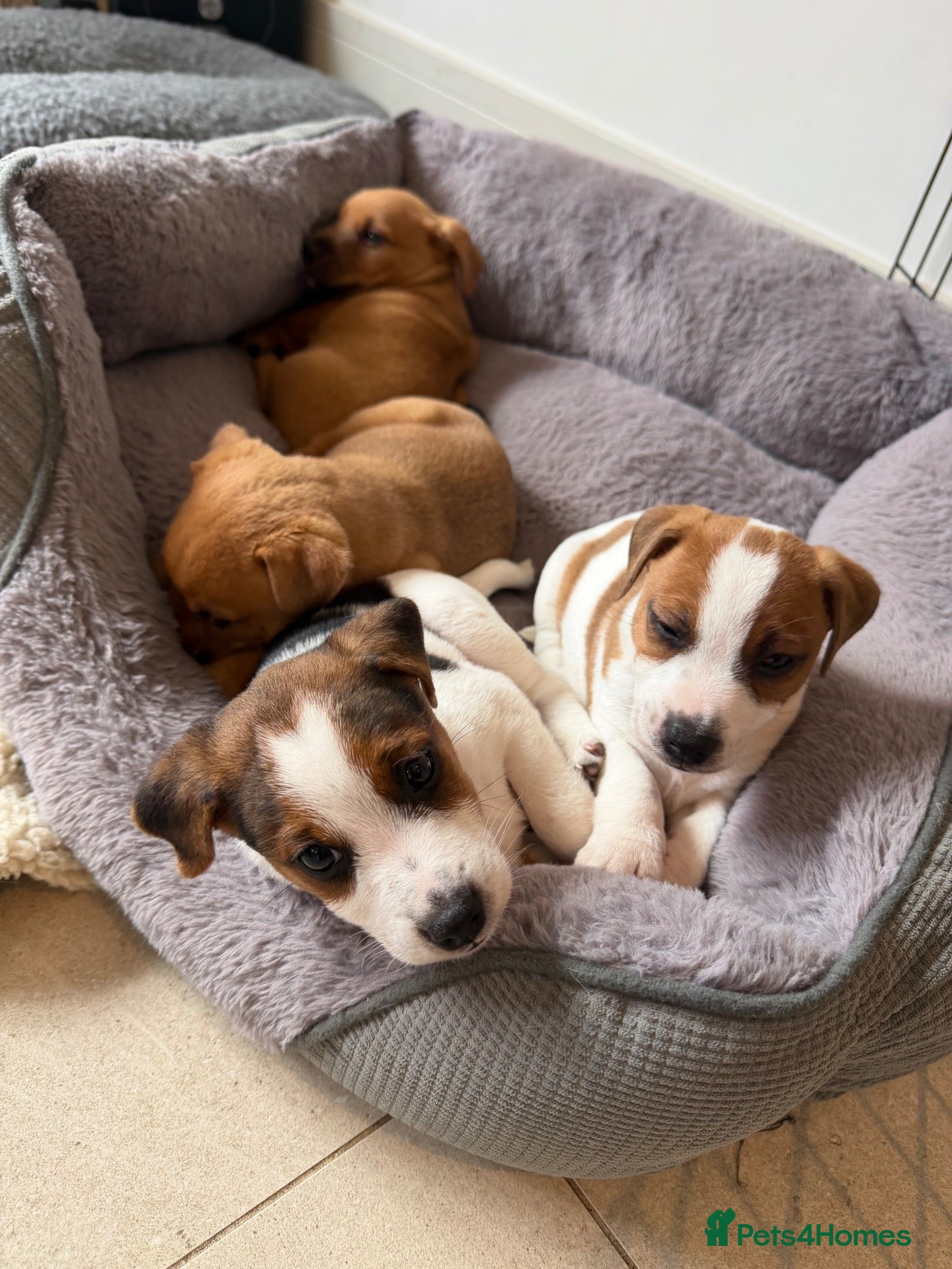 Jack Russell dogs Gorgeous Smooth-Coated Jack Russell Puppies 🐾 - Advert 2