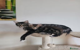 Maine Coon cats for sale: Maine coon ragdoll cross - Image 1