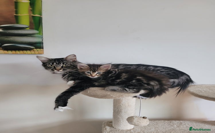 Maine Coon cats - Advert 2