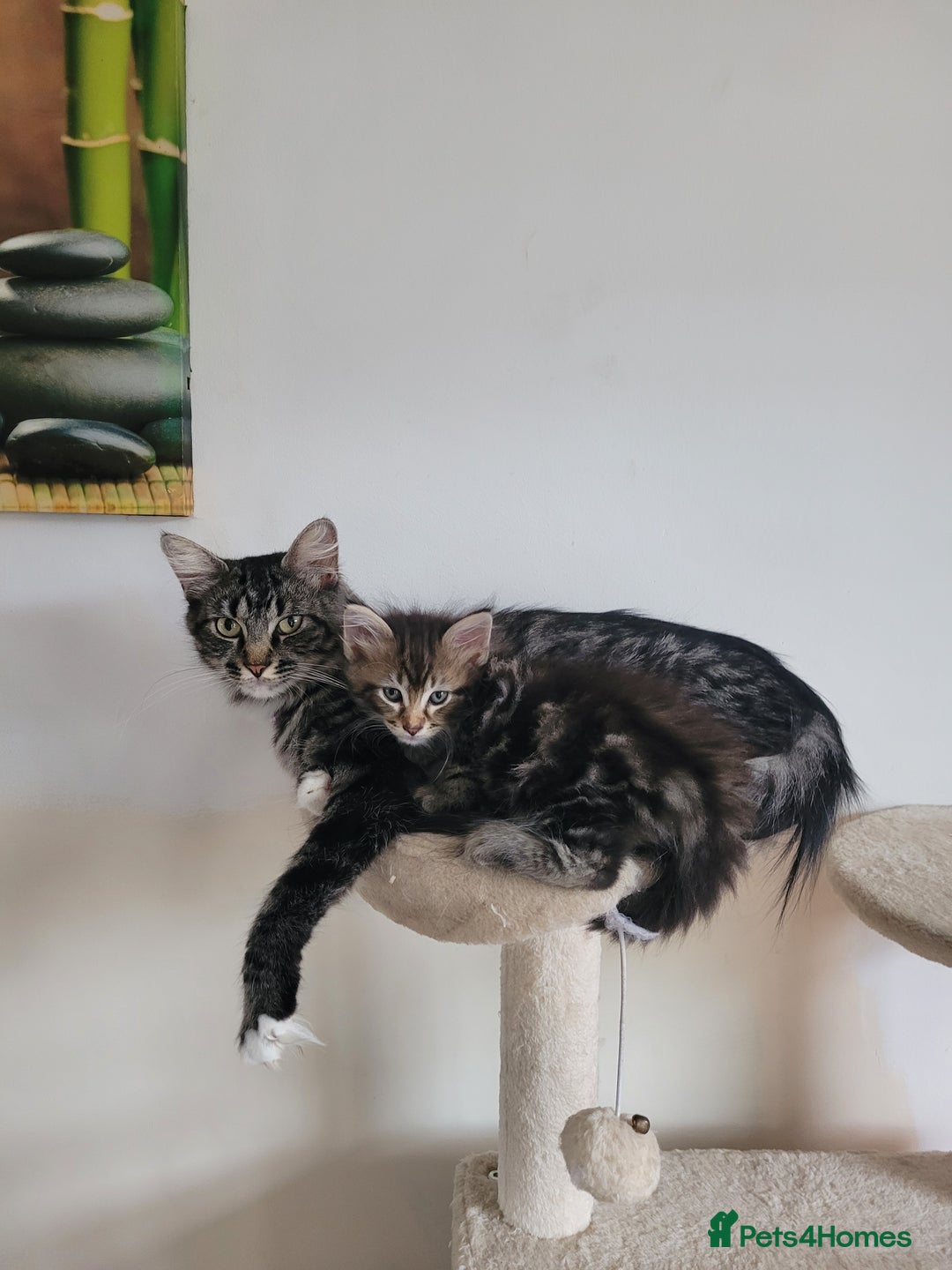 Maine Coon cats for sale: Maine coon ragdoll cross - Image 1