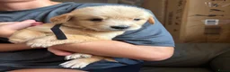 Golden Retriever dogs for sale: Beautiful golden retriever puppies  - Advert 14