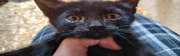 Mixed Breed cats for sale: Farm kittens black and white - Advert 7