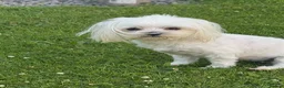 Maltese dogs for sale: 2 GORGEOUS MALTESE GIRLS - Advert 5