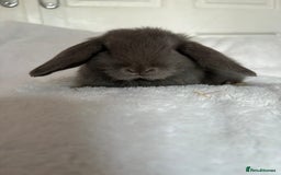 Mini Lop rabbits for sale: Beautiful little mini lop baby bunny rabbits  - Advert 10