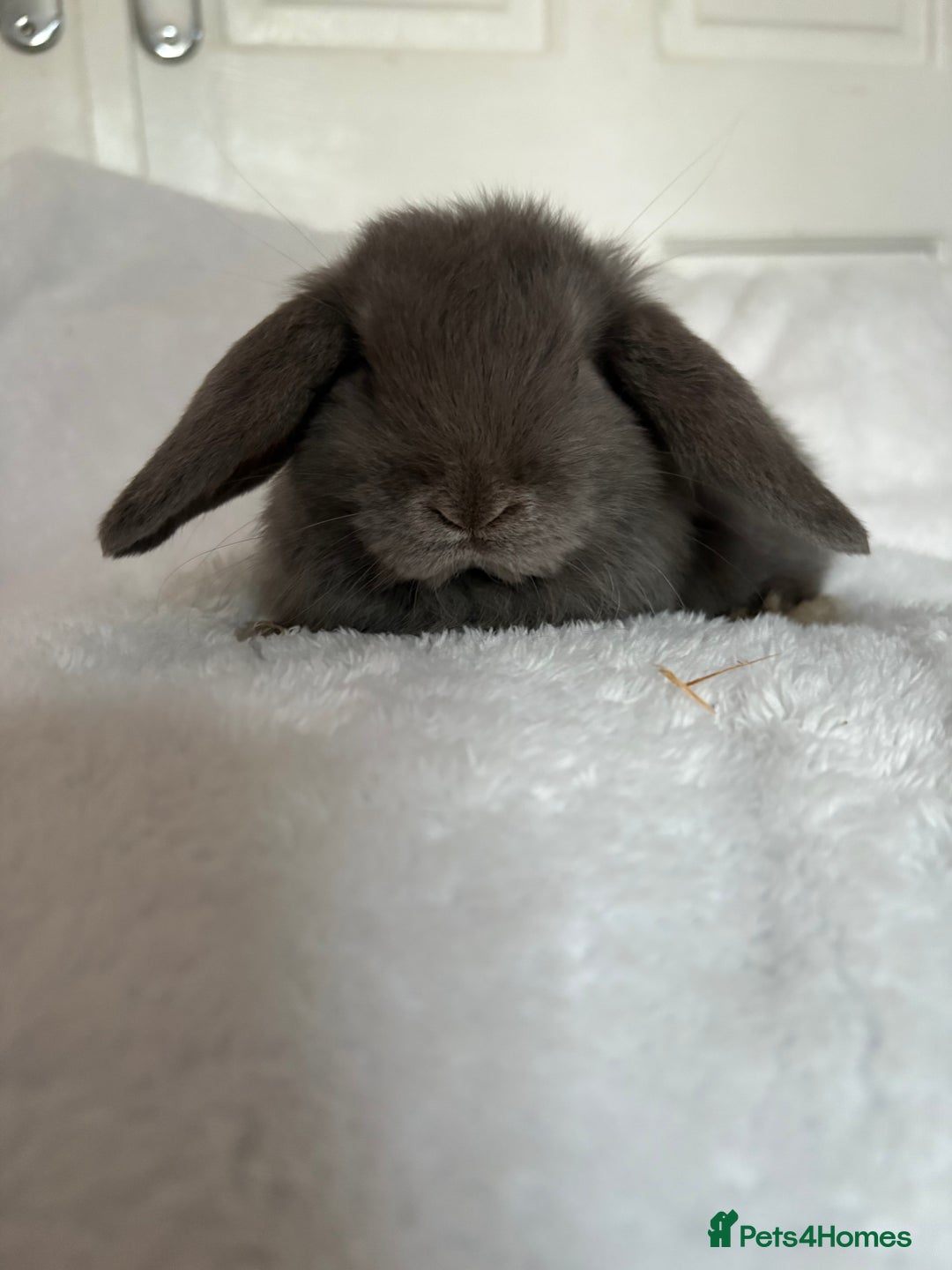 Mini Lop rabbits for sale: Beautiful little mini lop baby bunny rabbits  - Advert 10