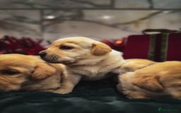 Labrador Retriever dogs for sale: Gorgeous Half Show KC Labrador Retriever Puppies - Advert 11