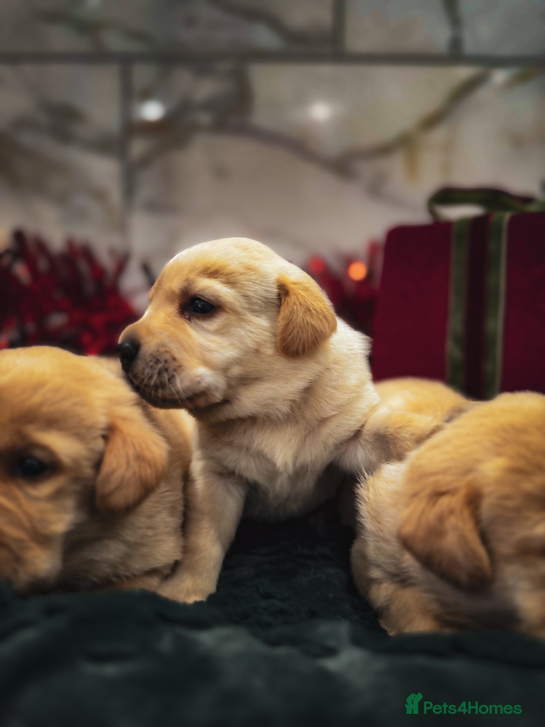 Labrador Retriever dogs for sale: Gorgeous Half Show KC Labrador Retriever Puppies - Advert 11
