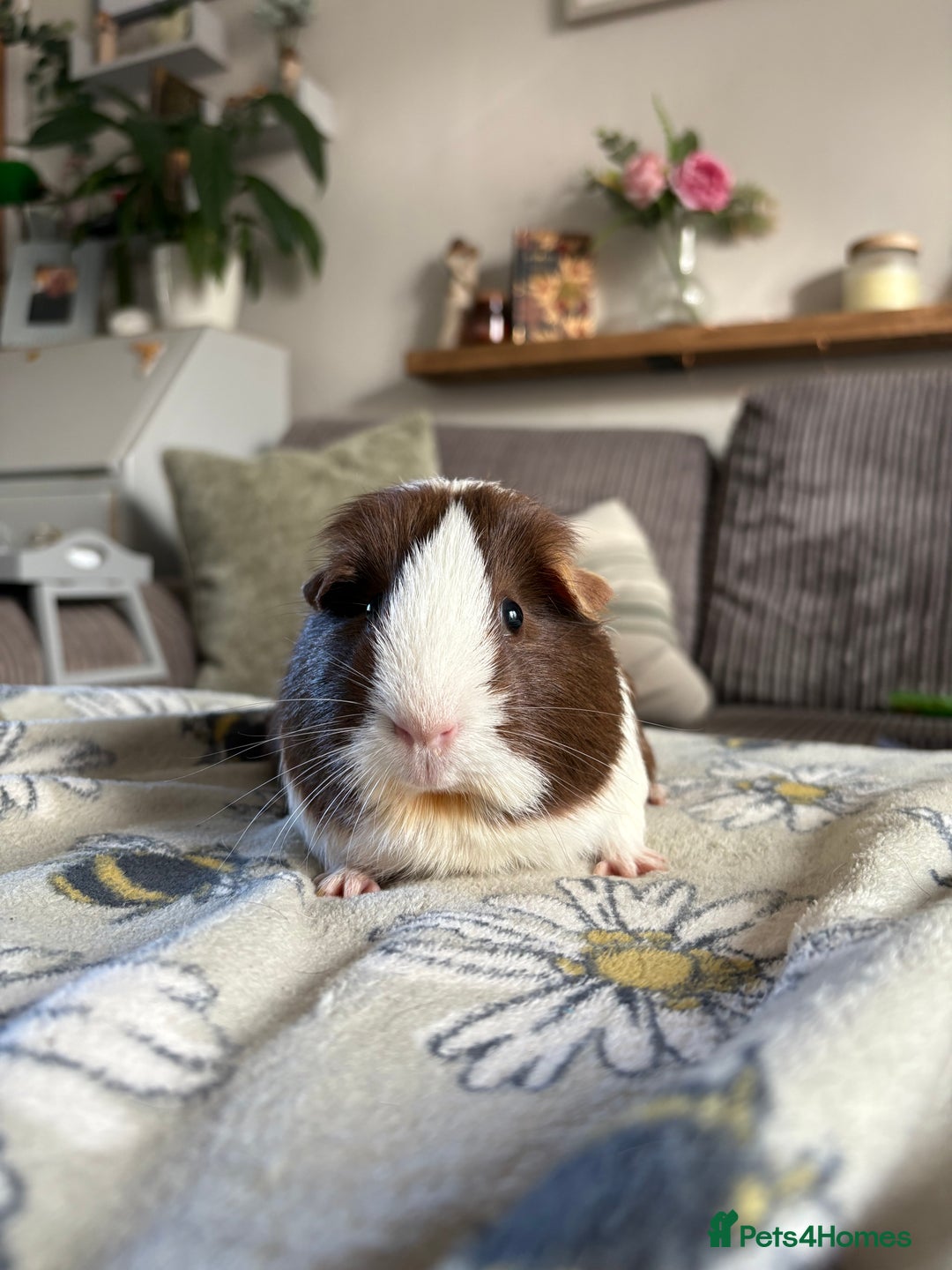 Guinea Pig rodents for sale: RESERVED! - Image 1