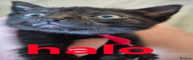 Halo 