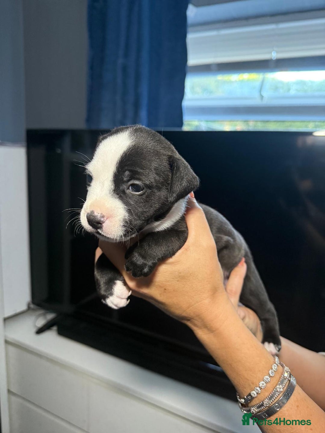 Staffordshire Bull Terrier dogs for sale: Staffordshire bull terrier puppy’s  - Image 15