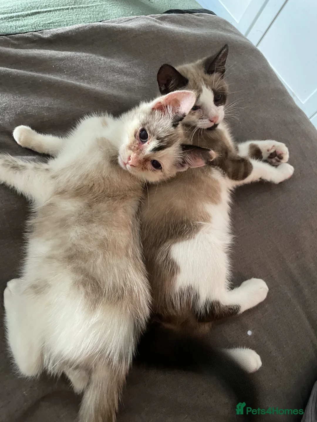 Siamese cats for sale: Beautiful Trio 🩷 - Advert 1