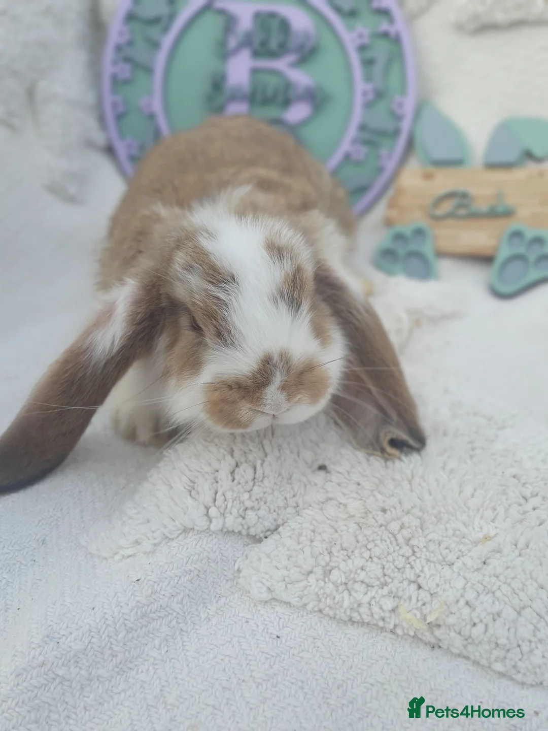 French Lop rabbits for sale: Giant French Lop Babies - Advert 14