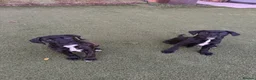 Cane Corso dogs for sale: Cane corso puppies - Advert 13