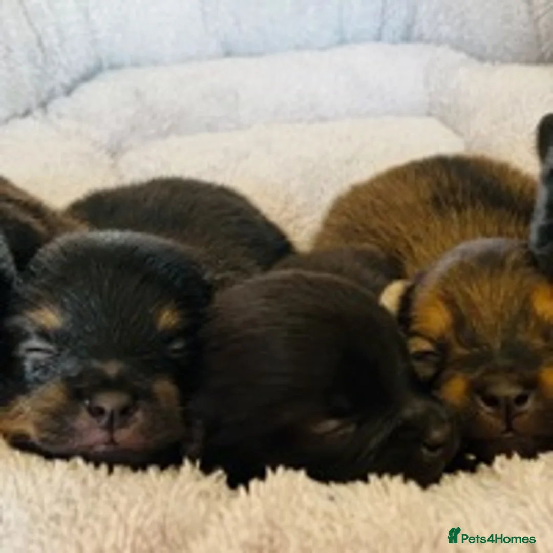 Pomeranian dogs for stud: STUNNING FENDI OPEN AT STUD 🏆CHAMPION SIRED🏆 in Grays - Advert 12