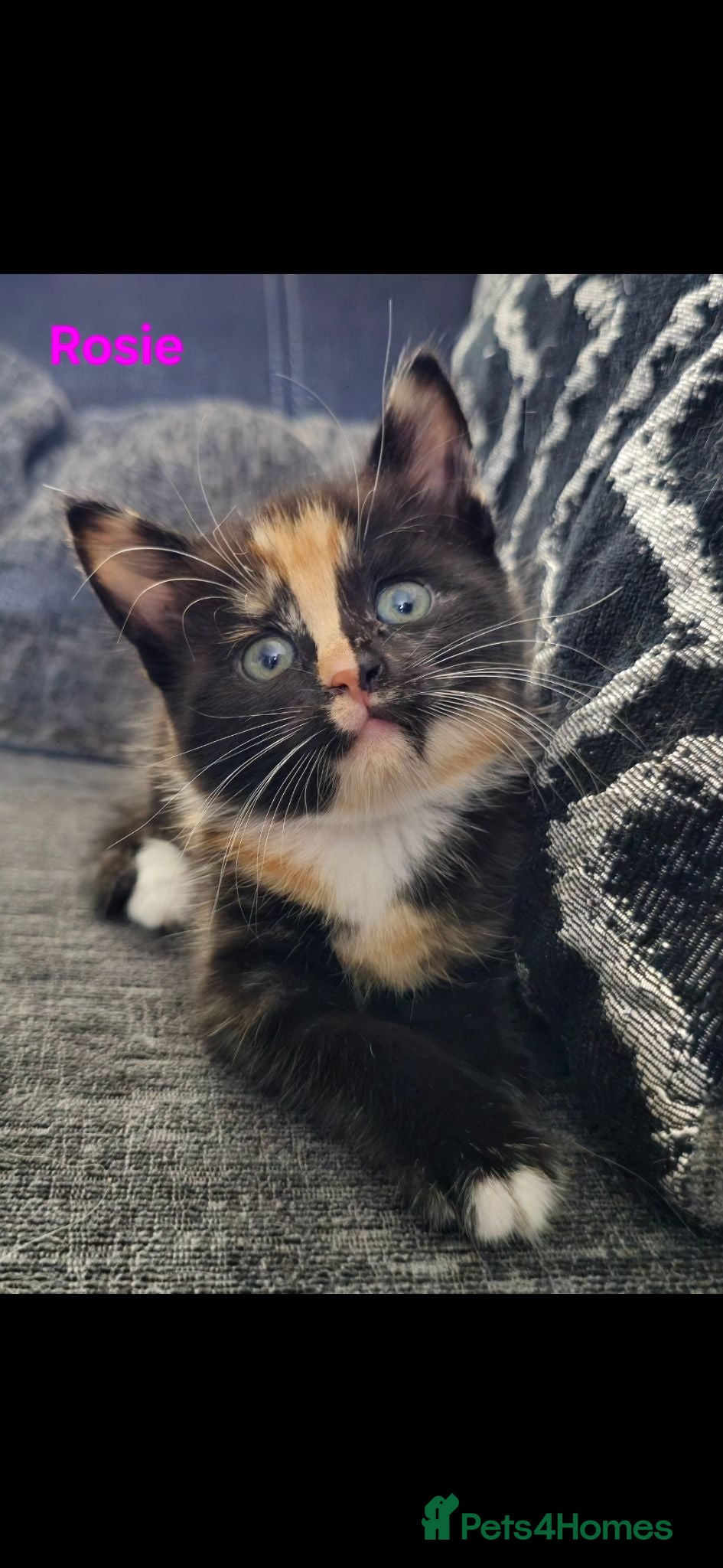 Mixed Breed cats 1 female kitten left from litter of 5 - Advert 3