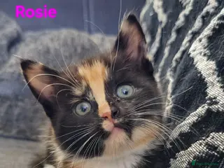 Mixed Breed cats 1 female kitten left from litter of 5 - Advert 3