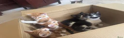 Mixed Breed cats for sale: Lovely kittens ready NOW!! - Advert 10