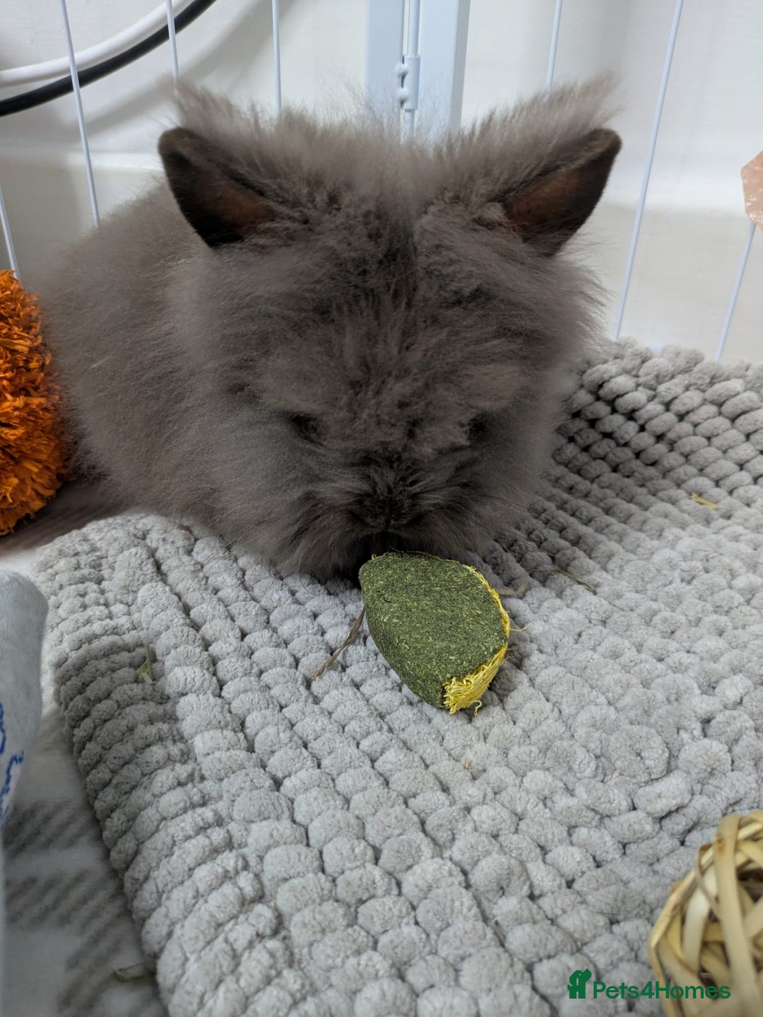 Lionhead rabbits for sale: 2 male lion heads must be sold together - Advert 4