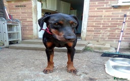 Dobermann dogs for sale: Rocky - Image 3