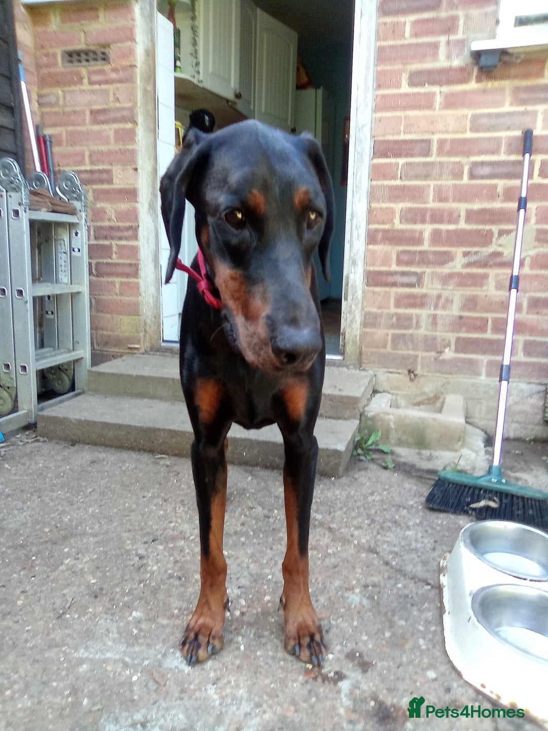 Dobermann dogs for sale: Rocky - Image 3