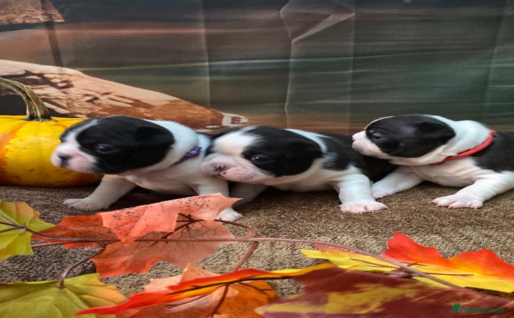 Boston Terrier dogs - Advert 1