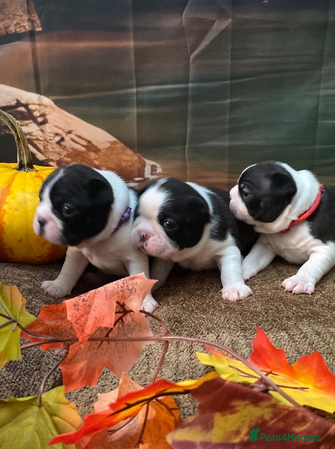 Black and white Boston Terrier Puppies for sale Pets4Homes