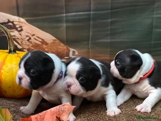 Boston Terrier dogs - Advert 3